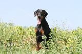 DOBERMANN 926